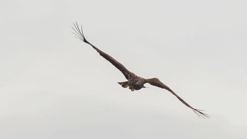 White-tailed eagle dubbed Kinky stuns experts by surviving a broken wing and harsh winter, thanks to devoted parents and his own resilience, spotted soaring over Mull.