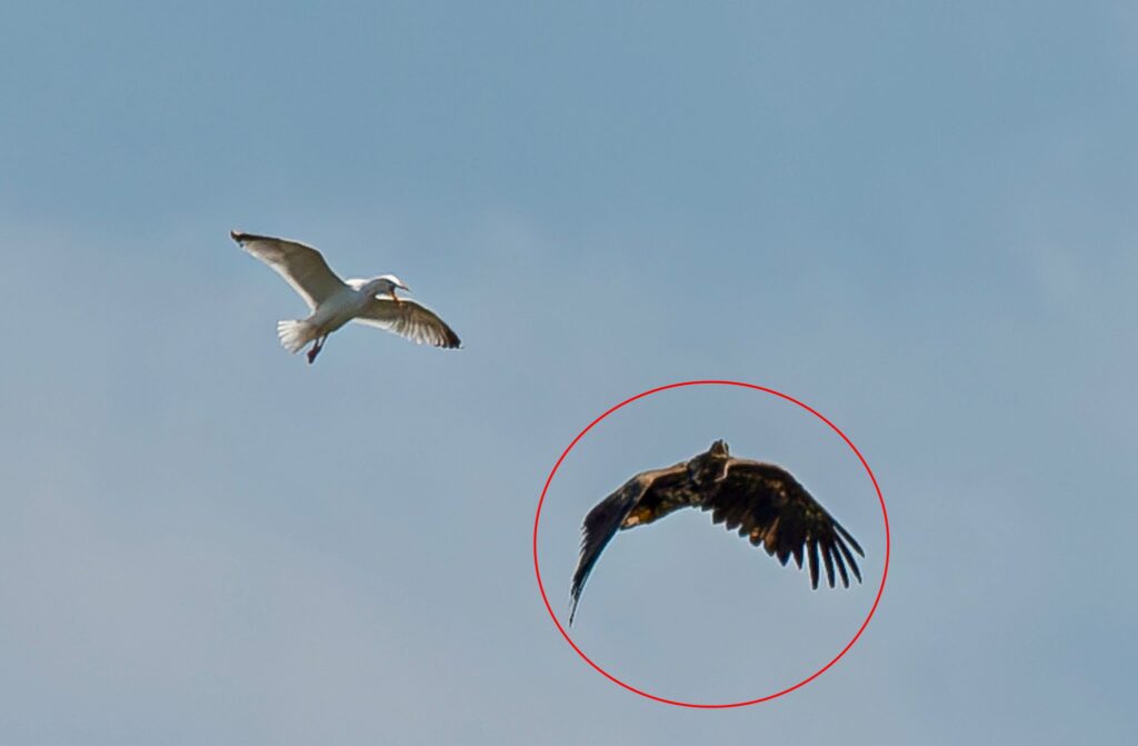 White-tailed eagle dubbed Kinky stuns experts by surviving a broken wing and harsh winter, thanks to devoted parents and his own resilience, spotted soaring over Mull.