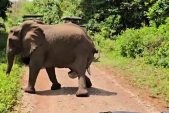 Tourists were stunned as a wild elephant gave birth just meters from their Jeep in Tanzania’s Lake Manyara National Park. The touching moment was caught on video.