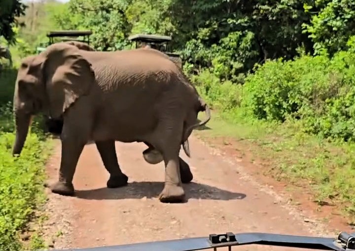 Tourists were stunned as a wild elephant gave birth just meters from their Jeep in Tanzania’s Lake Manyara National Park. The touching moment was caught on video.