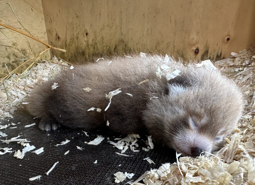 An endangered red panda cub has been born at Bristol Zoo Project to first-time parents Neora and Laya, marking a major success for the species' survival efforts.