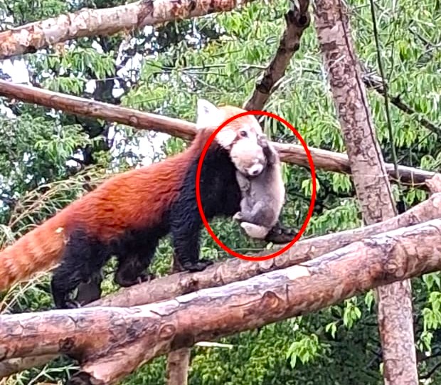 An endangered red panda cub has been born at Bristol Zoo Project to first-time parents Neora and Laya, marking a major success for the species' survival efforts.