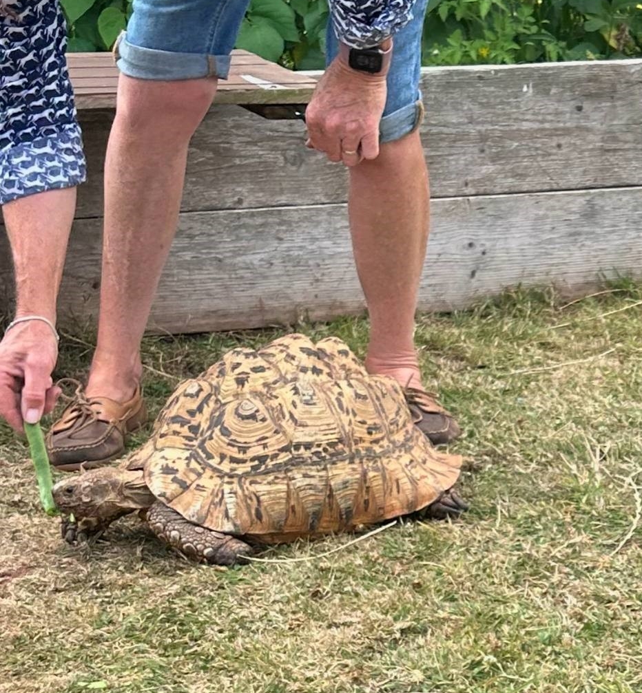 A 20-year-old leopard tortoise named Shelly escaped her pen in Devon and has been missing for over a week. Despite sightings and thermal imaging searches, she's still on the run.