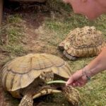A 20-year-old leopard tortoise named Shelly escaped her pen in Devon and has been missing for over a week. Despite sightings and thermal imaging searches, she's still on the run.