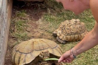 A 20-year-old leopard tortoise named Shelly escaped her pen in Devon and has been missing for over a week. Despite sightings and thermal imaging searches, she's still on the run.
