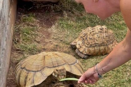 A 20-year-old leopard tortoise named Shelly escaped her pen in Devon and has been missing for over a week. Despite sightings and thermal imaging searches, she's still on the run.