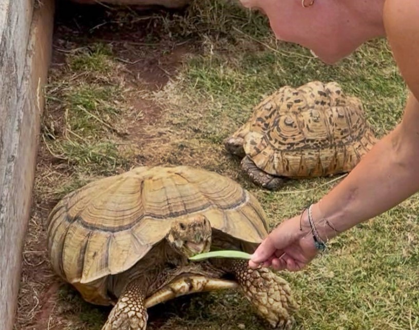 A 20-year-old leopard tortoise named Shelly escaped her pen in Devon and has been missing for over a week. Despite sightings and thermal imaging searches, she's still on the run.