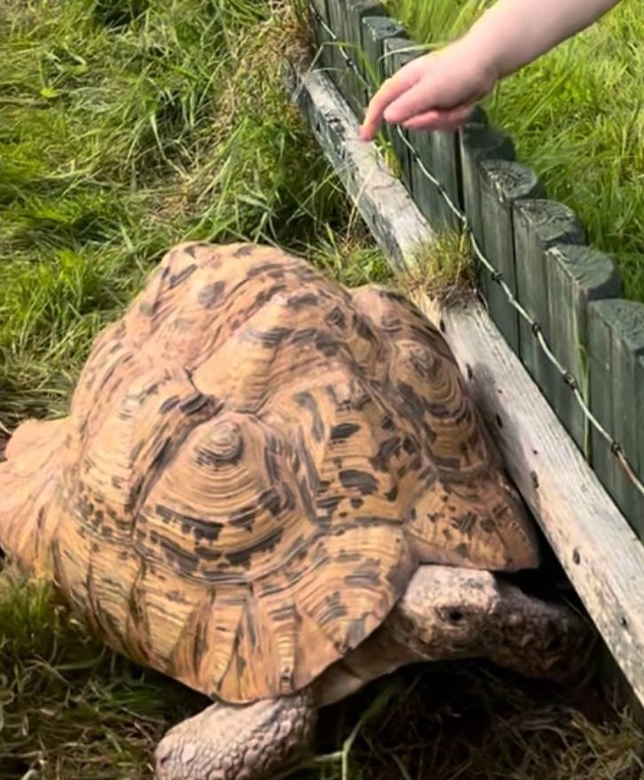 A 20-year-old leopard tortoise named Shelly escaped her pen in Devon and has been missing for over a week. Despite sightings and thermal imaging searches, she's still on the run.