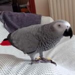 Foul-mouthed parrot Lucky Angel tells vapers to “p*ss off” as he flies into a rage over e-cigs, stunning guests with his no-nonsense attitude and clever outbursts.