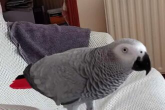 Foul-mouthed parrot Lucky Angel tells vapers to “p*ss off” as he flies into a rage over e-cigs, stunning guests with his no-nonsense attitude and clever outbursts.