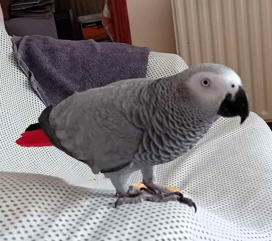 Foul-mouthed parrot Lucky Angel tells vapers to “p*ss off” as he flies into a rage over e-cigs, stunning guests with his no-nonsense attitude and clever outbursts.