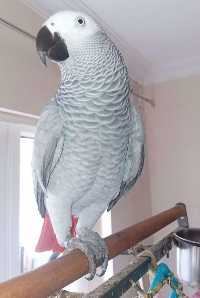 Foul-mouthed parrot Lucky Angel tells vapers to “p*ss off” as he flies into a rage over e-cigs, stunning guests with his no-nonsense attitude and clever outbursts.
