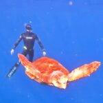 Playful turtle charms divers in Tenerife - captured mingling and frolicking during an unforgettable underwater training session off Radazul’s coast last Saturday morning.