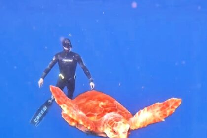 Playful turtle charms divers in Tenerife - captured mingling and frolicking during an unforgettable underwater training session off Radazul’s coast last Saturday morning.