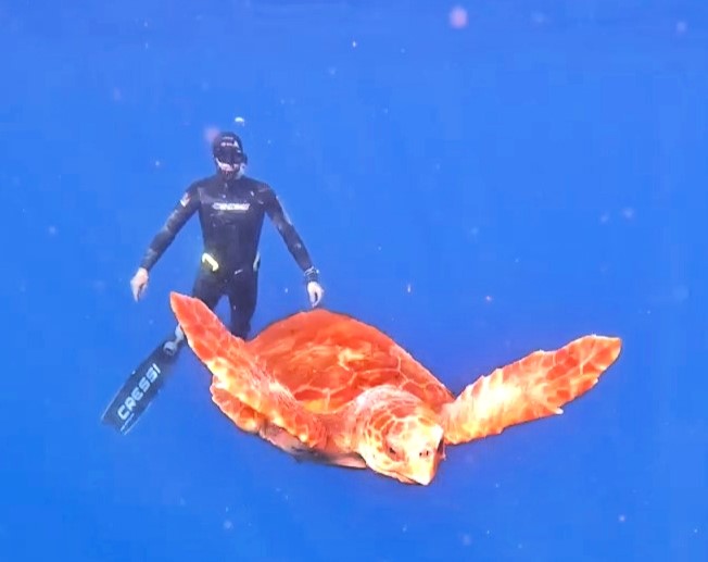 Playful turtle charms divers in Tenerife - captured mingling and frolicking during an unforgettable underwater training session off Radazul’s coast last Saturday morning.