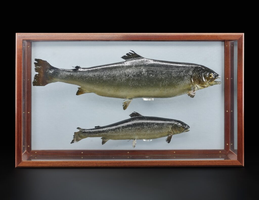 Science Museum’s Future of Food exhibition opens 24 July in London - explore 3,500-year-old bread, cricket burgers, lab-grown salmon and food innovations shaping tomorrow.