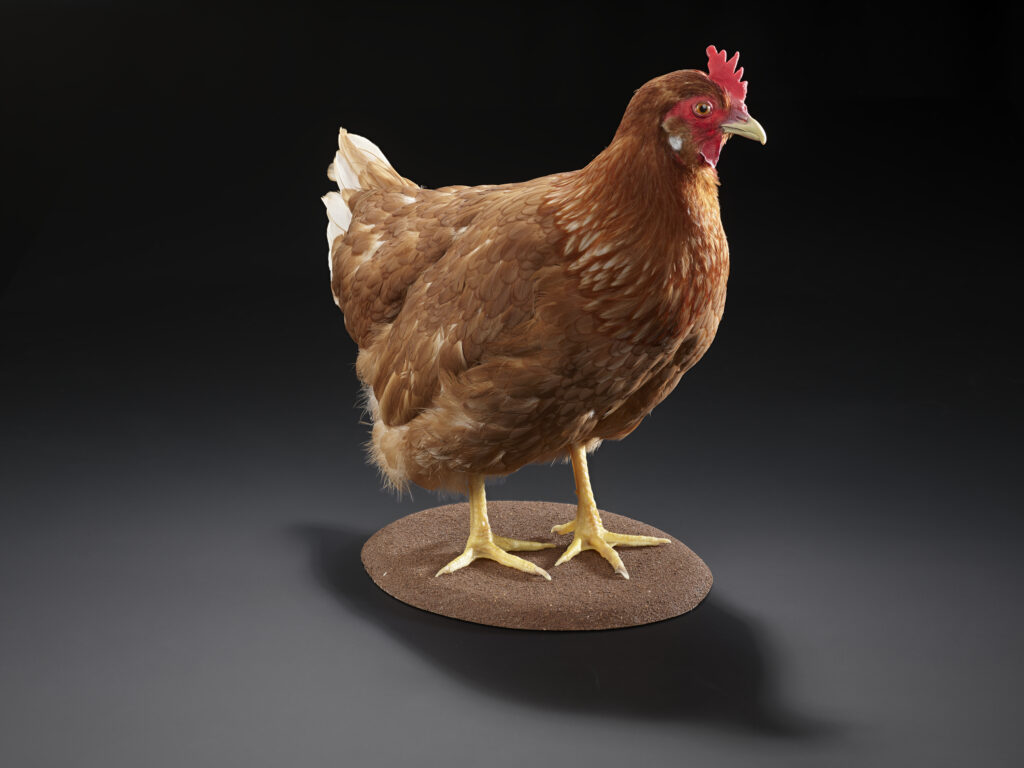 Science Museum’s Future of Food exhibition opens 24 July in London - explore 3,500-year-old bread, cricket burgers, lab-grown salmon and food innovations shaping tomorrow.