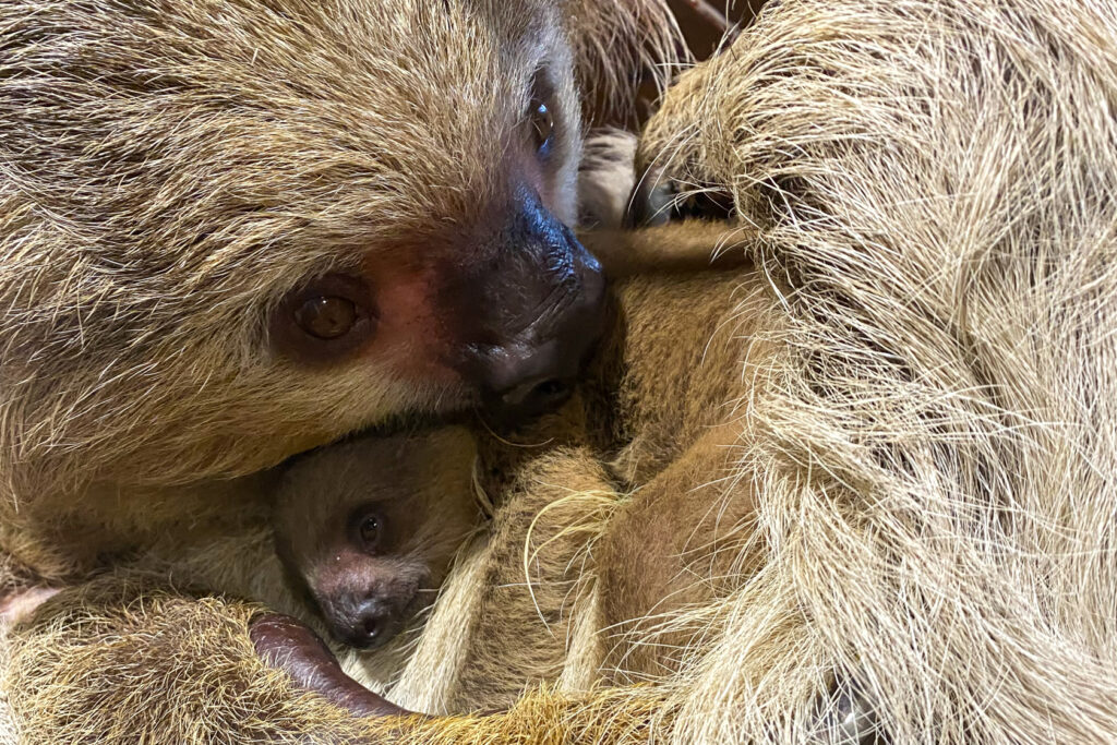 Jersey Zoo's baby sloth born in January is officially a girl named Jemma, confirmed by a DNA test. Her birth honors late dad Rio and highlights vital conservation work.