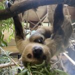 Jersey Zoo's baby sloth born in January is officially a girl named Jemma, confirmed by a DNA test. Her birth honors late dad Rio and highlights vital conservation work.