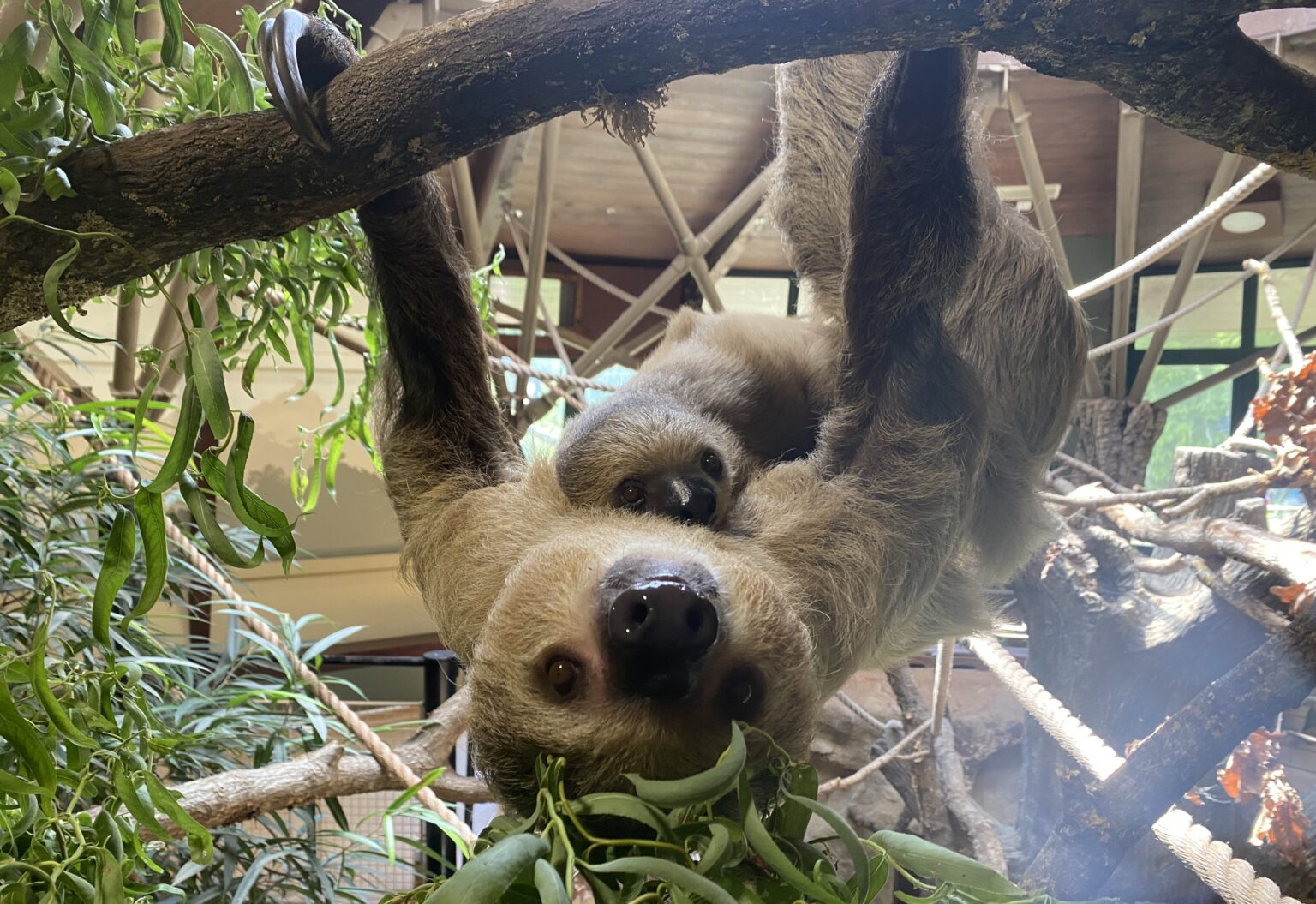 Jersey Zoo's baby sloth born in January is officially a girl named Jemma, confirmed by a DNA test. Her birth honors late dad Rio and highlights vital conservation work.