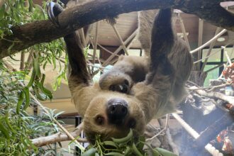 Jersey Zoo's baby sloth born in January is officially a girl named Jemma, confirmed by a DNA test. Her birth honors late dad Rio and highlights vital conservation work.