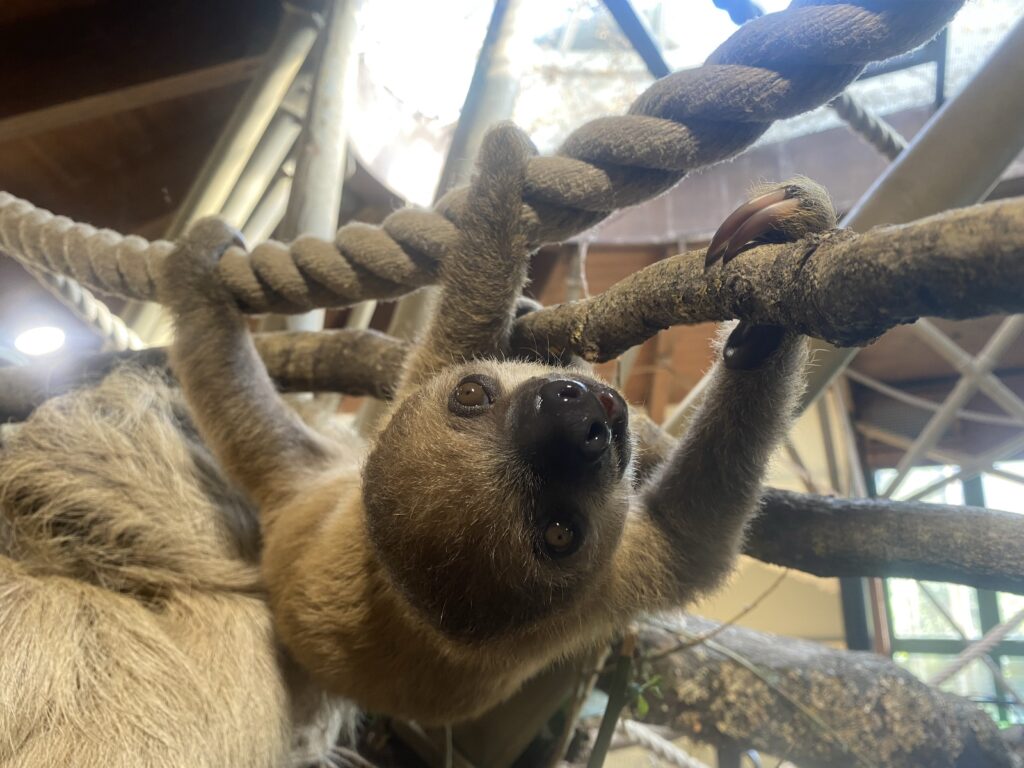 Jersey Zoo's baby sloth born in January is officially a girl named Jemma, confirmed by a DNA test. Her birth honors late dad Rio and highlights vital conservation work.