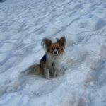 Brave chihuahua saves owner after 26ft glacier fall in Swiss Alps - pet's loyalty helps rescuers pinpoint crevasse and airlift man to safety in dramatic helicopter rescue.