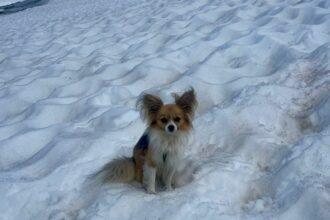 Brave chihuahua saves owner after 26ft glacier fall in Swiss Alps - pet's loyalty helps rescuers pinpoint crevasse and airlift man to safety in dramatic helicopter rescue.