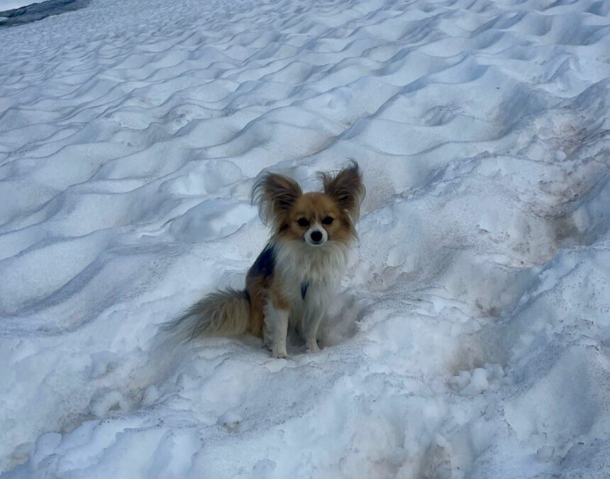 Brave chihuahua saves owner after 26ft glacier fall in Swiss Alps - pet's loyalty helps rescuers pinpoint crevasse and airlift man to safety in dramatic helicopter rescue.