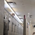 Chase the Houdini hound was caught on CCTV escaping his kennel at Pike County Animal Shelter, then tried freeing other dogs. The viral clip has sparked adoption hopes.