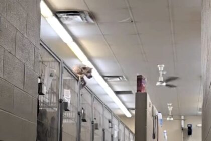 Chase the Houdini hound was caught on CCTV escaping his kennel at Pike County Animal Shelter, then tried freeing other dogs. The viral clip has sparked adoption hopes.