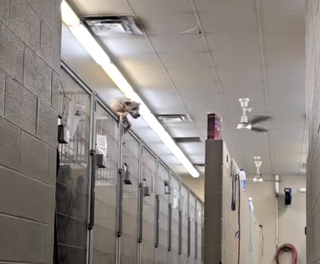 Chase the Houdini hound was caught on CCTV escaping his kennel at Pike County Animal Shelter, then tried freeing other dogs. The viral clip has sparked adoption hopes.