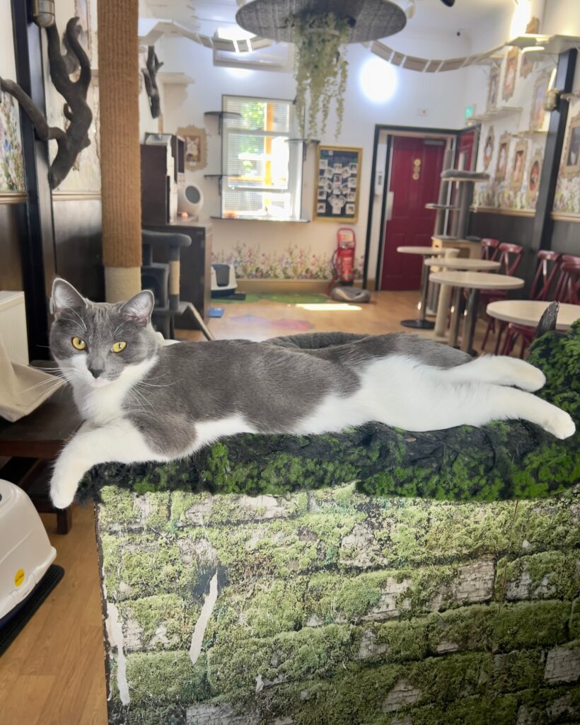 Lady Dinah's Cat Emporium is saved by a mystery investor after facing closure, with plans to reopen in a new venue and continue delighting cat lovers under new leadership.