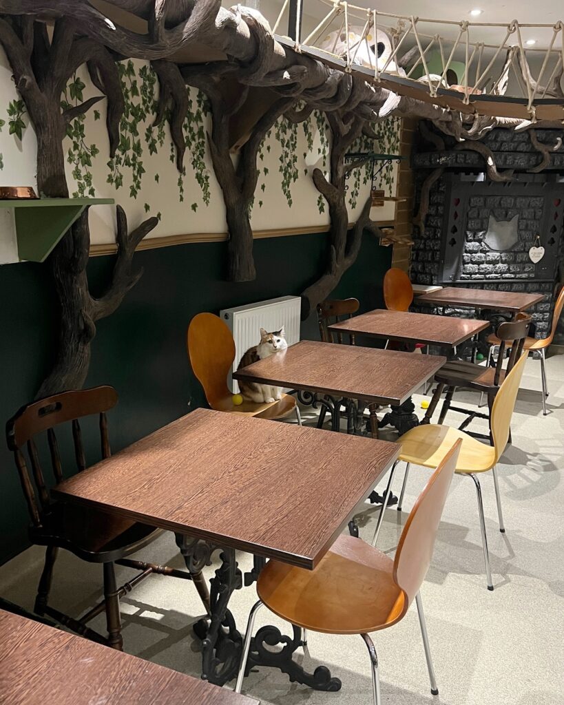 Lady Dinah's Cat Emporium is saved by a mystery investor after facing closure, with plans to reopen in a new venue and continue delighting cat lovers under new leadership.