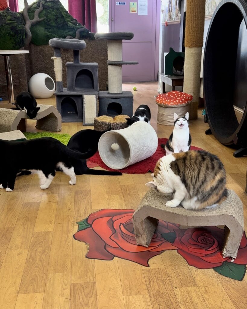 Lady Dinah's Cat Emporium is saved by a mystery investor after facing closure, with plans to reopen in a new venue and continue delighting cat lovers under new leadership.