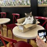 Lady Dinah's Cat Emporium is saved by a mystery investor after facing closure, with plans to reopen in a new venue and continue delighting cat lovers under new leadership.