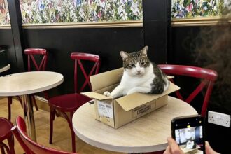 Lady Dinah's Cat Emporium is saved by a mystery investor after facing closure, with plans to reopen in a new venue and continue delighting cat lovers under new leadership.