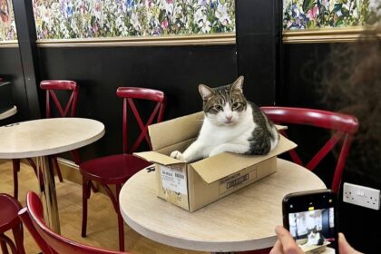 Lady Dinah's Cat Emporium is saved by a mystery investor after facing closure, with plans to reopen in a new venue and continue delighting cat lovers under new leadership.
