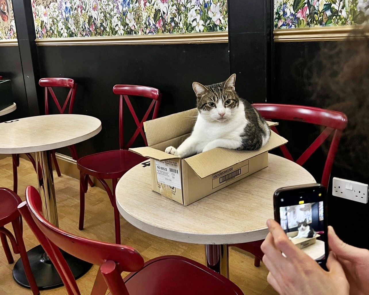 Lady Dinah's Cat Emporium is saved by a mystery investor after facing closure, with plans to reopen in a new venue and continue delighting cat lovers under new leadership.