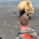 A mama bear and her cubs stunned Alaska tourists by approaching after fleeing a male bear, in a rare calm encounter captured by veteran guide Casey Cooper.