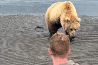 A mama bear and her cubs stunned Alaska tourists by approaching after fleeing a male bear, in a rare calm encounter captured by veteran guide Casey Cooper.