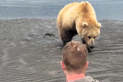 A mama bear and her cubs stunned Alaska tourists by approaching after fleeing a male bear, in a rare calm encounter captured by veteran guide Casey Cooper.
