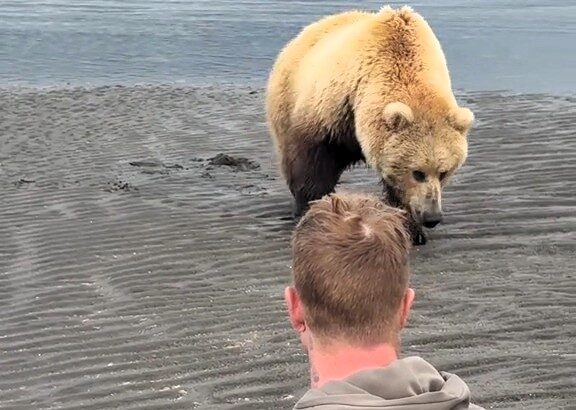 A mama bear and her cubs stunned Alaska tourists by approaching after fleeing a male bear, in a rare calm encounter captured by veteran guide Casey Cooper.