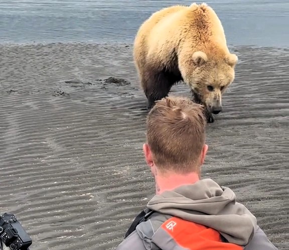 A mama bear and her cubs stunned Alaska tourists by approaching after fleeing a male bear, in a rare calm encounter captured by veteran guide Casey Cooper.