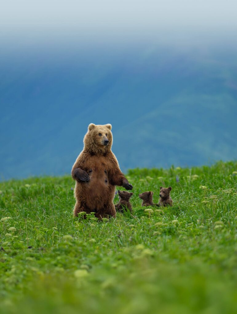 A mama bear and her cubs stunned Alaska tourists by approaching after fleeing a male bear, in a rare calm encounter captured by veteran guide Casey Cooper.
