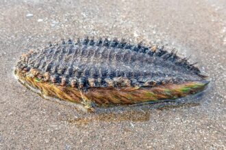 Man discovers bizarre ‘green alien’ on North Wales beach - turns out to be rare sea mouse, a bristly marine worm with vivid colors and a powerful appetite for prey.