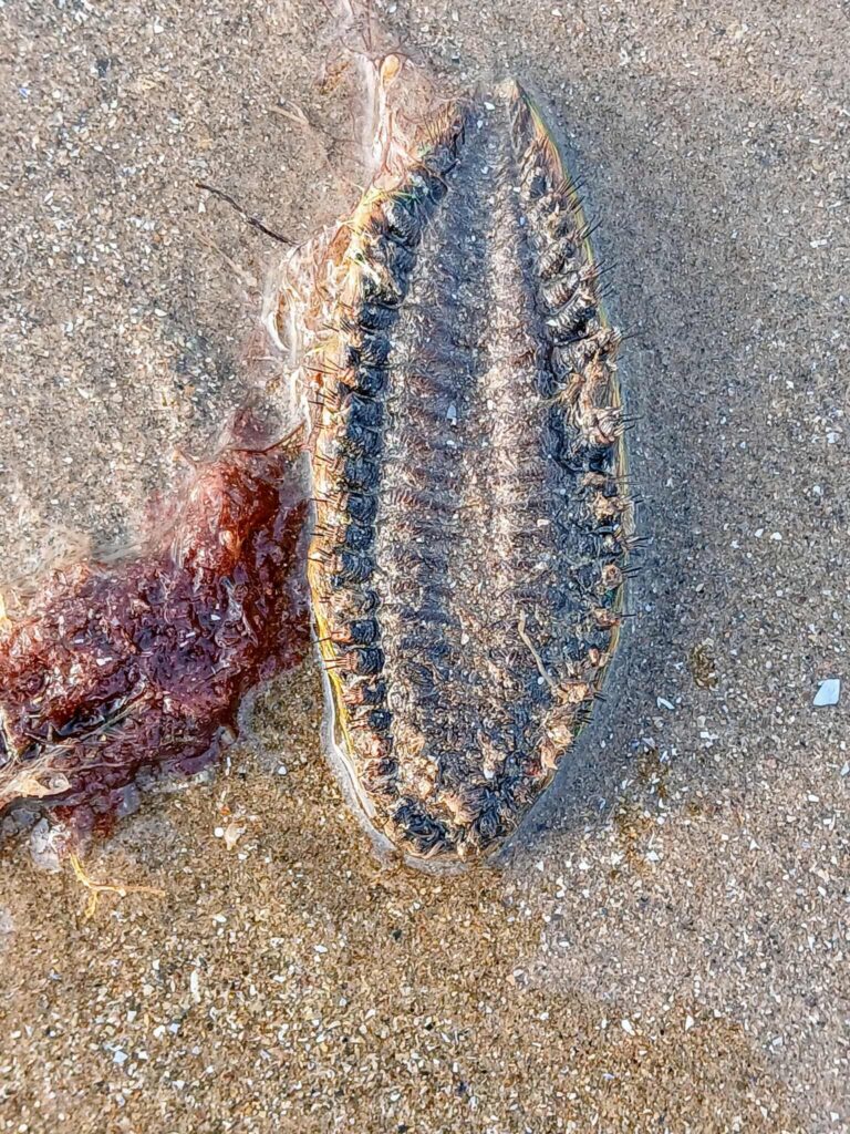 Man discovers bizarre ‘green alien’ on North Wales beach - turns out to be rare sea mouse, a bristly marine worm with vivid colors and a powerful appetite for prey.