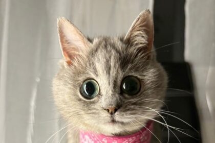 Tiny cat with feline dwarfism named Masi melts hearts online as she stays kitten-sized forever, capturing fans with her cuteness and gaining viral fame on Instagram.