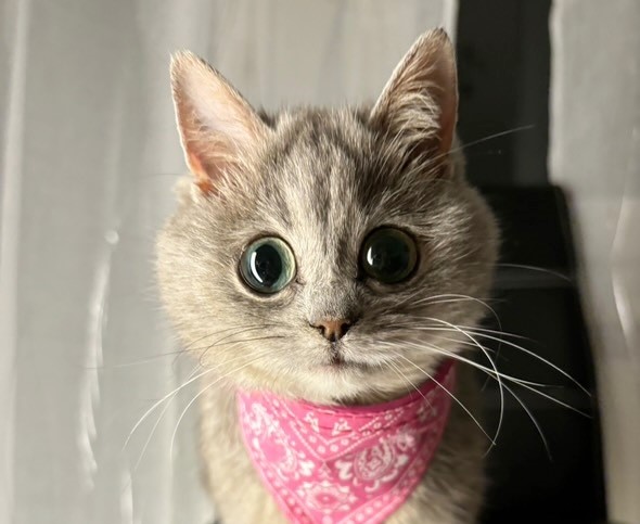 Tiny cat with feline dwarfism named Masi melts hearts online as she stays kitten-sized forever, capturing fans with her cuteness and gaining viral fame on Instagram.