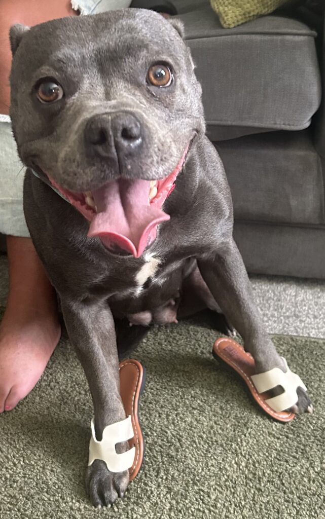 Mum left in stitches after £3 Shein sandals turn out to be toddler-sized - now her dog Kaya rocks them in a viral fashion twist that has the internet howling with laughter.